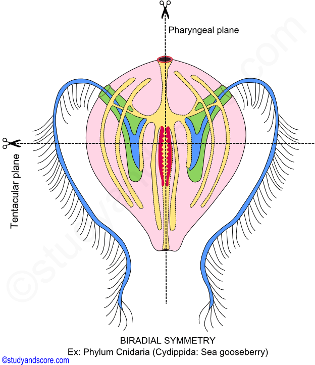 biradial symmetry,  symmetry in animals, types of symmetry,cnidaria